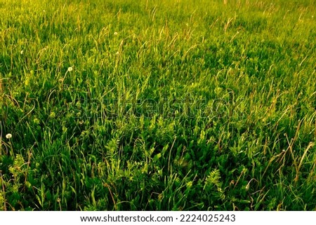 Green meadow, top view. Natural grass field background for design or project. Summer meadowland landscape for publication, poster, screensaver, wallpaper, banner, cover, post. High quality photography