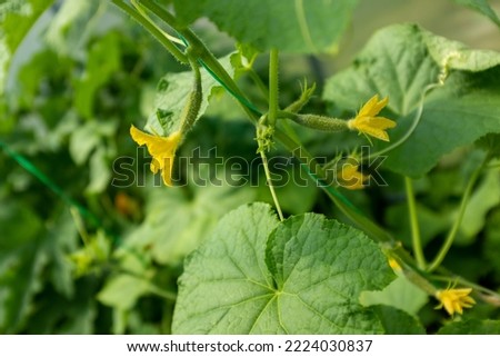 Cucumber plants with green gherkins and yellow flowers in greenhouse, closeup. Organic food. Ripening cucumbers for publication, poster, screensaver, wallpaper, banner, cover, post. High quality photo