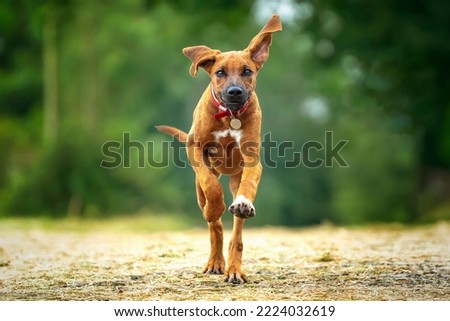 Six month old Rhodesian Ridegback puppy running towards the camera with front paws up too, fawn in colour. Royalty-Free Stock Photo #2224032619