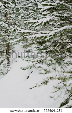 Snow covered trees, beautiful Bosnian mountain Prenj, Rujista. 
Winter in Bosnia.