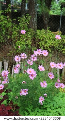 Garden Cosmos. Beautiful pink Cosmos bipinnatus blossoming in the natural garden. Commonly known as Mexican aster. Royalty-Free Stock Photo #2224043309