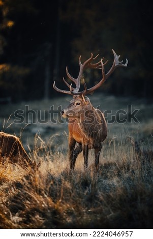 Wild red deer in nature at sunset, Mountain landscape wildlife view Royalty-Free Stock Photo #2224046957