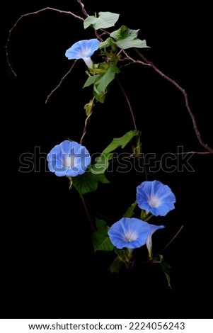 Japanese morning glory flowers isolated on black background. Japanese morning glory flowers (Ipomoea nil) is a species of Ipomoea morning glory, known as picotee , or ivy morning glory.  Royalty-Free Stock Photo #2224056243