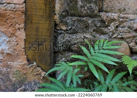 Dryopteris filix-mas, beautiful unpotted ferns on floor by brick wall in outside home. Copy space Royalty-Free Stock Photo #2224060769
