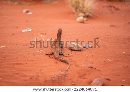 Close-up view of a large Sand Goana (Varanus gouldii), a species of large Australian monitor lizard, also known as Sand Monitor. Seen in Uluru-Kata Tjuta National Park in Northern Territory, Australia Royalty-Free Stock Photo #2224064091