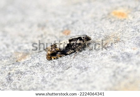 Pammene argyrana Moth, sitting on a rock