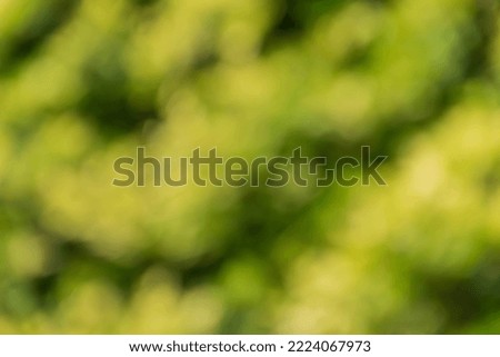 abstract green blurred wallpaper for background.
