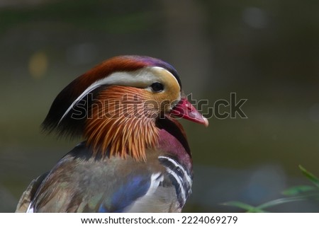 profile of a bird known as the mandarin duck (Aix galericulata), against a blurred background.