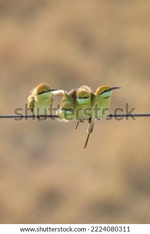 View of Perched Asian Green Bee-eaters