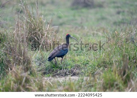 A Red Naped Ibis walking in the tall grasses of the Chitwan National Park in Nepal.