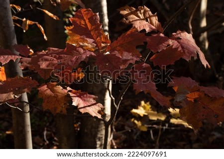 Close up pictures of leaves on branches 