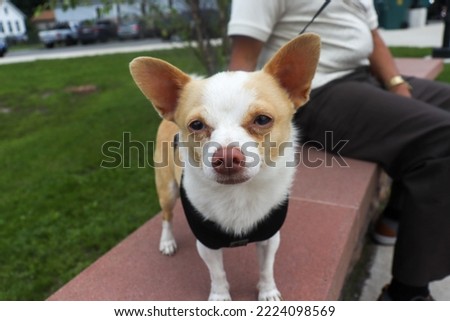 Chihuahua randomly posing for the camera