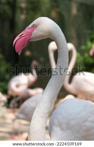 Greater flamingo (Phoenicopterus roseus) is the most widespread and largest species of the flamingo family. Beautiful bird in a relaxed posture.