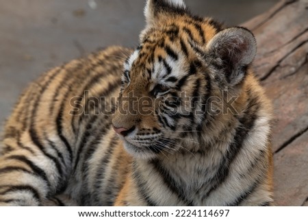 Sumatran tiger cub lays on a ground (Panthera tigris sumatrae)