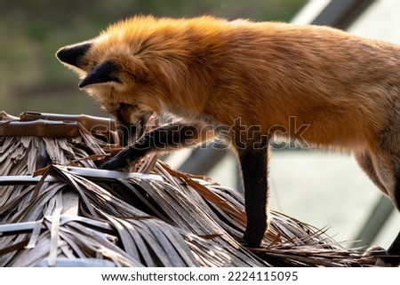 Young cute wild red fox on a straw house. Wild young predator walking on bales of straw in the day light.