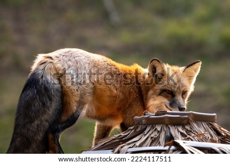 Natural close-up portrait of the red fox (vulpes) standing in sunlight on the straw roof of a small barn, copy space for text, cautious animal