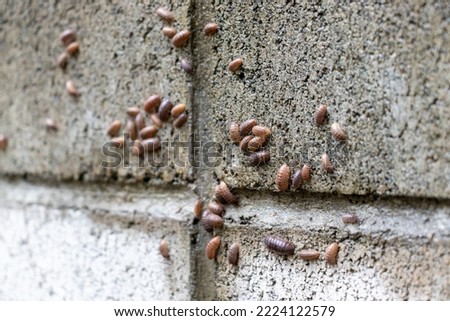 A lot of pill bugs on a wet block wall