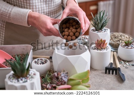 Woman putting expanded clay in a pot for Echeveria Succulent rooted cutting Plants planting Royalty-Free Stock Photo #2224126101