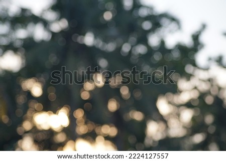 Abstract blur photo of coconut trees and branches in the morning with sunrise background