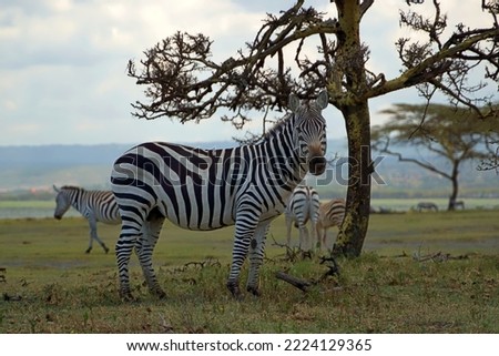 Zebra at National Park kenya Africa 