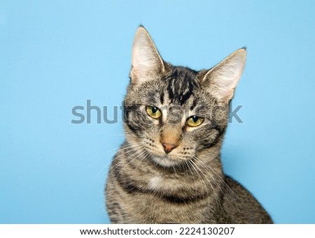 Close up portrait of one black and tan tabby kitten looking directly at viewer with tilted head, eyes squinting. Skeptical expression. Blue background with copy space.