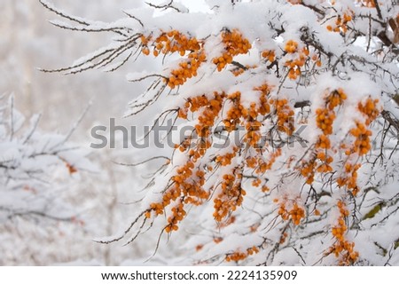 A Sea Buckthorn covered snow Royalty-Free Stock Photo #2224135909
