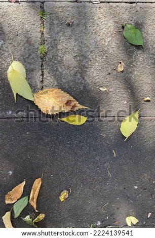 photo on gray asphalt of yellow and dried leaf falling from trees, turning yellow at the beginning of autumn, in october. brown hope and beauty of nature