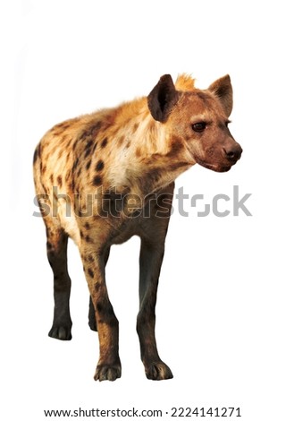 spotted hyena isolated on white background