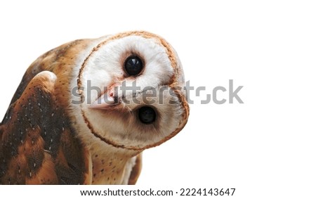 common barn owl ( Tyto albahead ) head isolated on white background Royalty-Free Stock Photo #2224143647