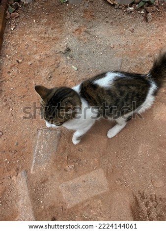 Photo of adult tabby stray cat with black and white fur and green eyes walking on red, orange, pink construction soil