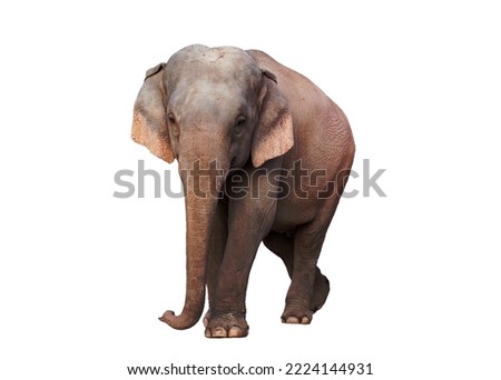 female asia elephant isolated on white background