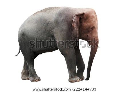 asia elephant isolated on white background