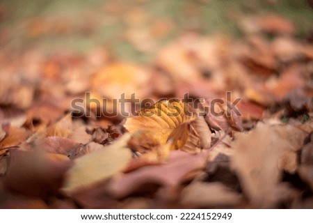 Deciduous leaves in autumn park