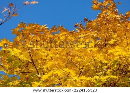 Autumn landscape background. Beautiful autumn landscape on sunny day, yellow, red leaves fall from trees. Bright warm autumn landscape. Beautiful calendar postcard screensaver. Selective soft focus