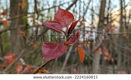 The leaves of Poplar (cottonwood) tree have turned into maroon colour in autumn Royalty-Free Stock Photo #2224160815