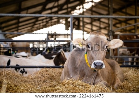Healthy cow resting after eating food at dairy farm. Royalty-Free Stock Photo #2224161475