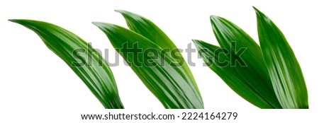 Tropic leaves. Exotic leaf isolate. Pineapple leaf on white background. Coconut leaf collection with clipping path. Full depth of field. Royalty-Free Stock Photo #2224164279