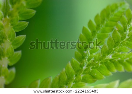 Beautiful Close Up of Green Wild Ferns, Depth Of Field In The Forest.