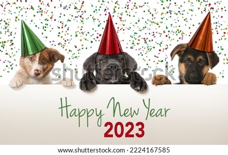 Puppies celebrate happy new year Royalty-Free Stock Photo #2224167585