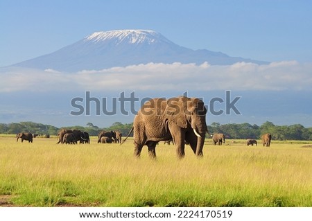 Elephant Standing at Amboseli national park with Kilimanjaro Background Royalty-Free Stock Photo #2224170519