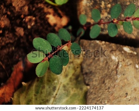 Selective focus of Prostrate Sandmat Plant of the species Euphorbia prostrata Royalty-Free Stock Photo #2224174137