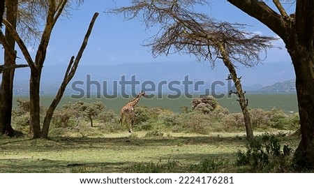 Scenic view of a masai giraffe walking on crescent island near to naivasha lake shore, hills and blue sky in background Photo taken from naivasha , kenya