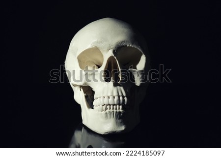 White human skull with teeth on black background