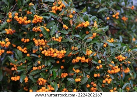 Pyracantha coccinea (Firethorn) orange fruits in the garden.