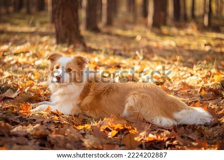 Border collie dog in the autumn forest.