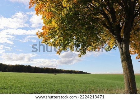 Wide angle shot of a landscape overlooking a green field, a dark forest in the background and an autumnal colored tree in the foreground