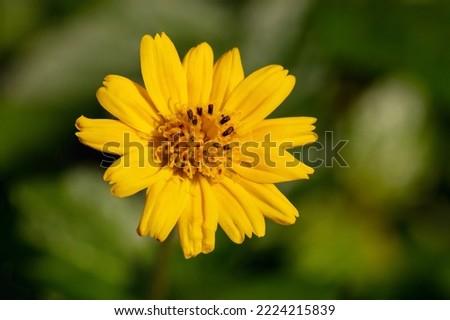 Flower of Coreopsis grandiflora. The common name is large-flowered tickseed