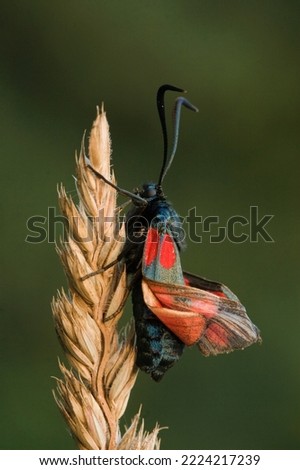 Six-spot Burnet which has just emerged from its cocoon
