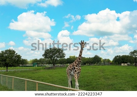 Beautiful spotted African giraffe in safari park