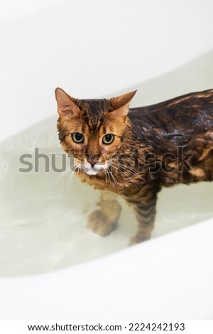 Funny wet cat washing at bath. Cute bengal cat taking shower.